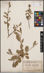 Foto von Salix cinerea L. x Salix nigricans Sm.